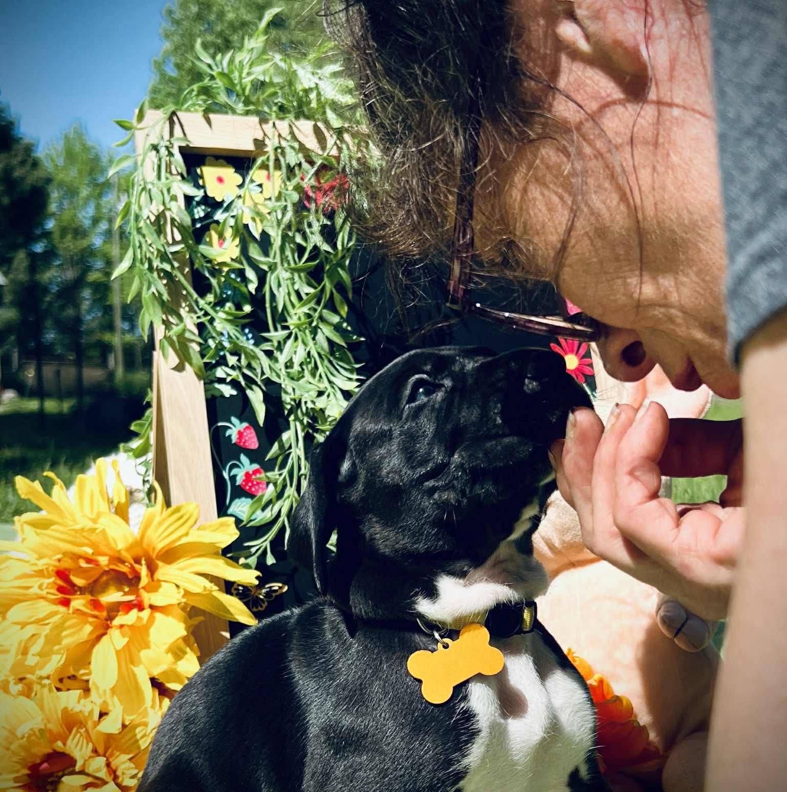A black Great Dane named Billie Jean looking up into her handler's eyes with her head being gently supported under the chin, showing a deep soul-to-soul connection.